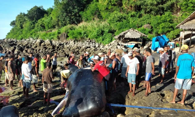 Leva Nuang: Ritual Sakral Memulai Perburuan Paus di Lamalera, NTT