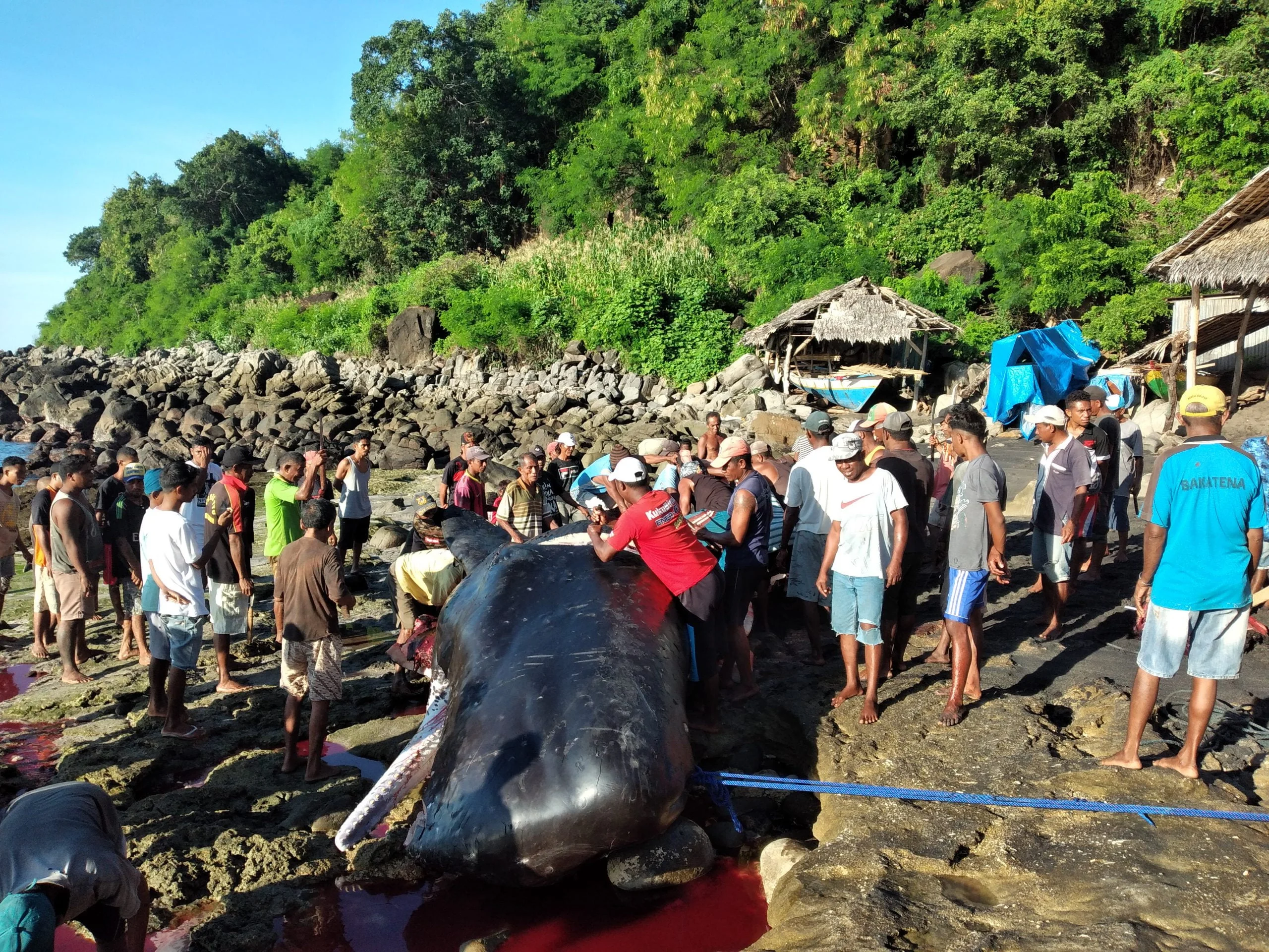 Leva Nuang: Ritual Sakral Memulai Perburuan Paus di Lamalera, NTT