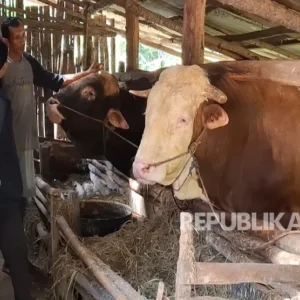 Mbah Iran Jadi Sapi Kurban Presiden Prabowo, Begini Awal Mulanya