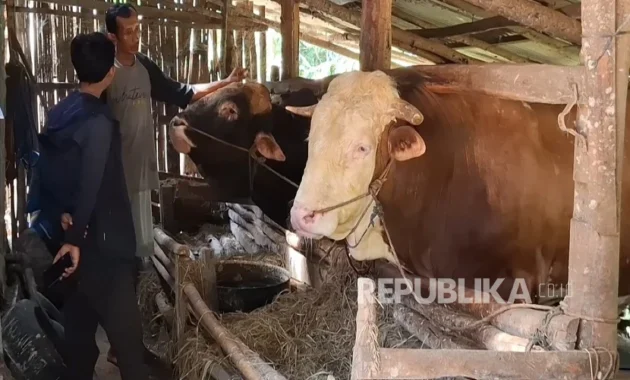 Mbah Iran Jadi Sapi Kurban Presiden Prabowo, Begini Awal Mulanya