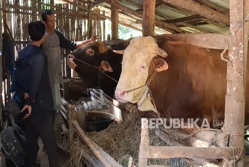 Mbah Iran Jadi Sapi Kurban Presiden Prabowo, Begini Awal Mulanya
