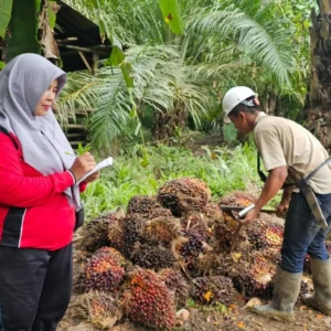 Mengelola Sawit untuk Indonesia yang Kuat