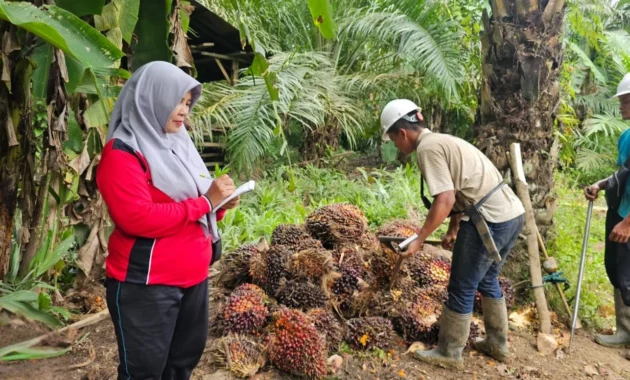 Mengelola Sawit untuk Indonesia yang Kuat Mengelola Sawit untuk Indonesia yang Kuat