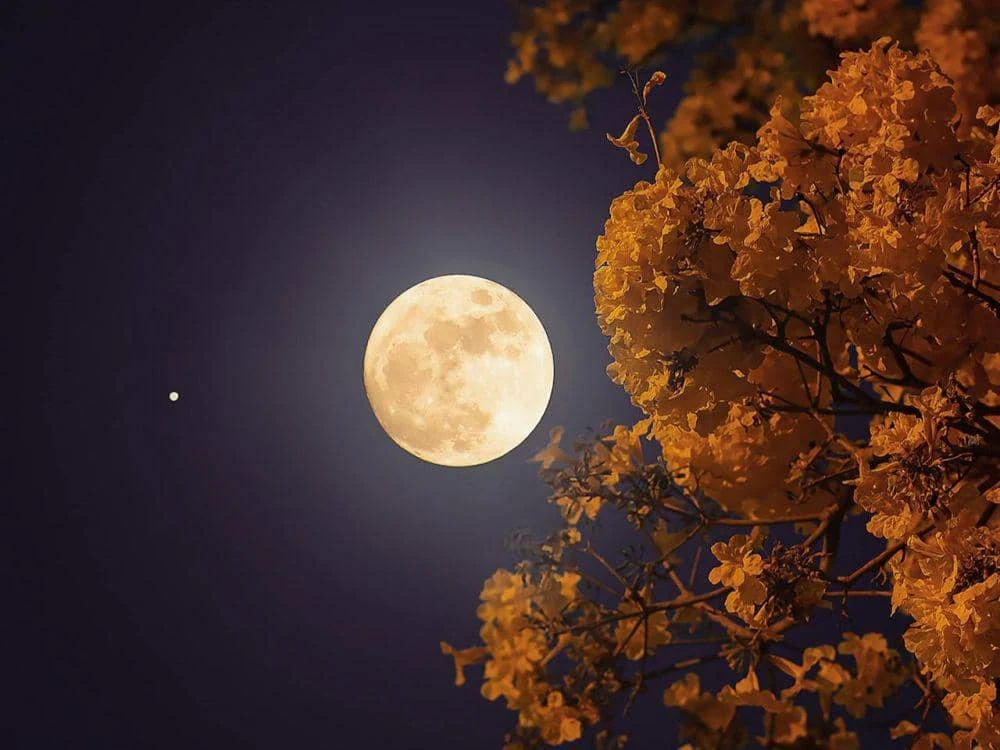 Misteri Flower Moon: Fenomena Langka Biru dan Mikro di Kansas yang Wajib Disaksikan