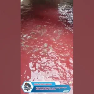 Misteri Kolam Ikan Merah di Pagar Alam Terungkap: Limbah Industri dan Algae Beracun Jadi Penyebab Utama