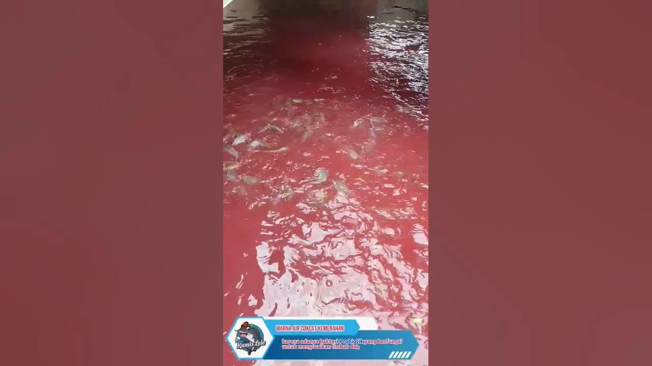Misteri Kolam Ikan Merah di Pagar Alam Terungkap: Limbah Industri dan Algae Beracun Jadi Penyebab Utama
