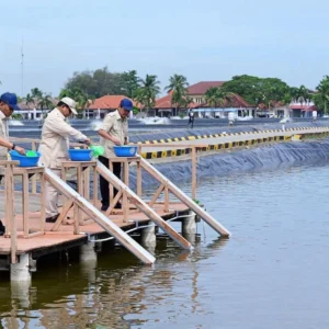 Momen Prabowo Turun ke Tambak: Sekali Tarik, Ribuan Udang Menepi
