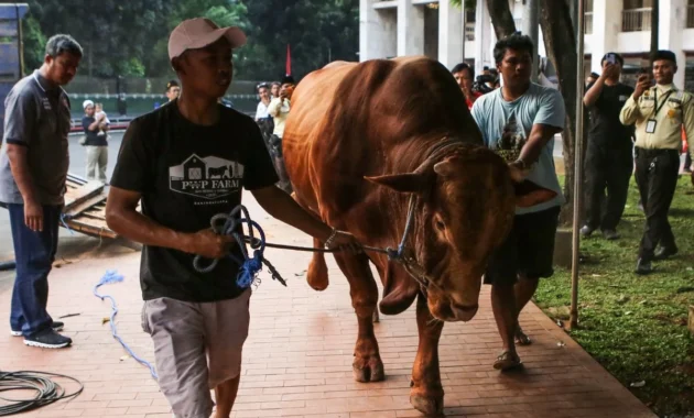 MUI: Sapi Qurban Banpres Pakai APBN Sah Secara Syariat dan Konstitusi MUI: Sapi Qurban Banpres Pakai APBN Sah Secara Syariat dan Konstitusi