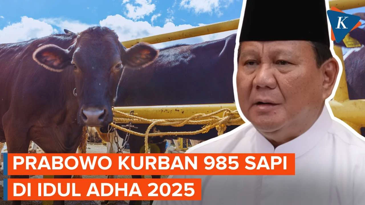 MUI Tegaskan Kurban Prabowo 1.098 Ekor Sapi Senilai Rp 100 Miliar Pakai APBN Sah dan Halal