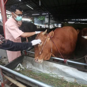 Nilai Ekonomi Kurban 2026 Mencapai Rp 27 Triliun, Ketimpangan Distribusi Masih Tinggi