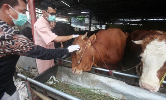 Nilai Ekonomi Kurban 2026 Mencapai Rp 27 Triliun, Ketimpangan Distribusi Masih Tinggi Nilai Ekonomi Kurban 2026 Mencapai Rp 27 Triliun, Ketimpangan Distribusi Masih Tinggi