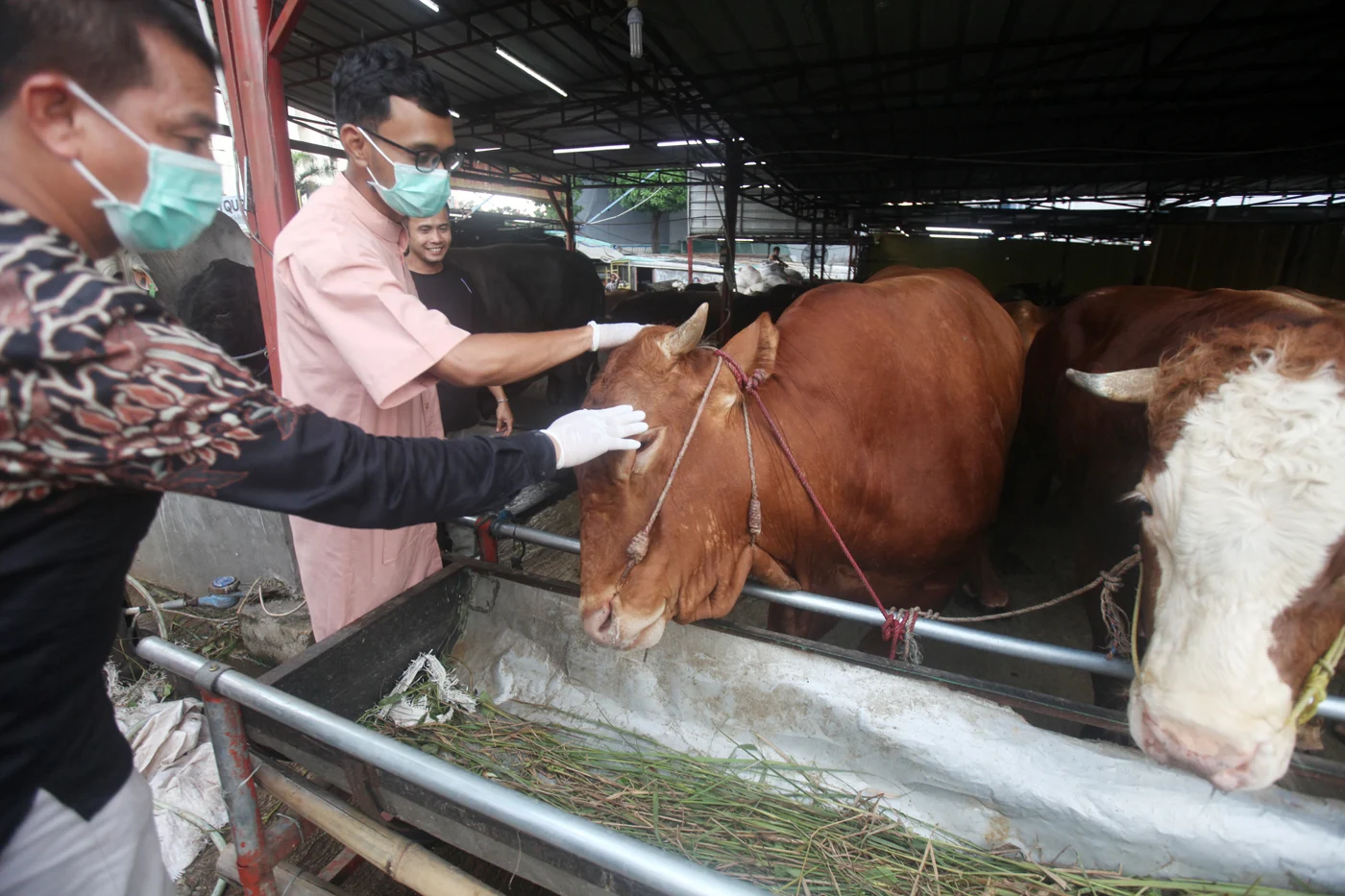 Nilai Ekonomi Kurban 2026 Mencapai Rp 27 Triliun, Ketimpangan Distribusi Masih Tinggi