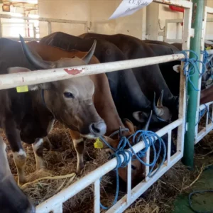 NTT Kirim Ratusan Sapi ke Kalimantan Jelang Idul Adha