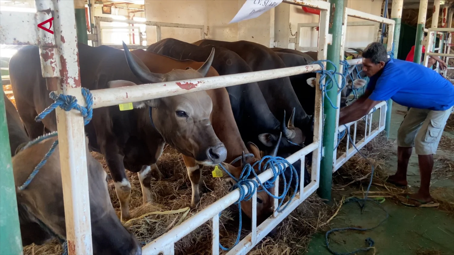 NTT Kirim Ratusan Sapi ke Kalimantan Jelang Idul Adha