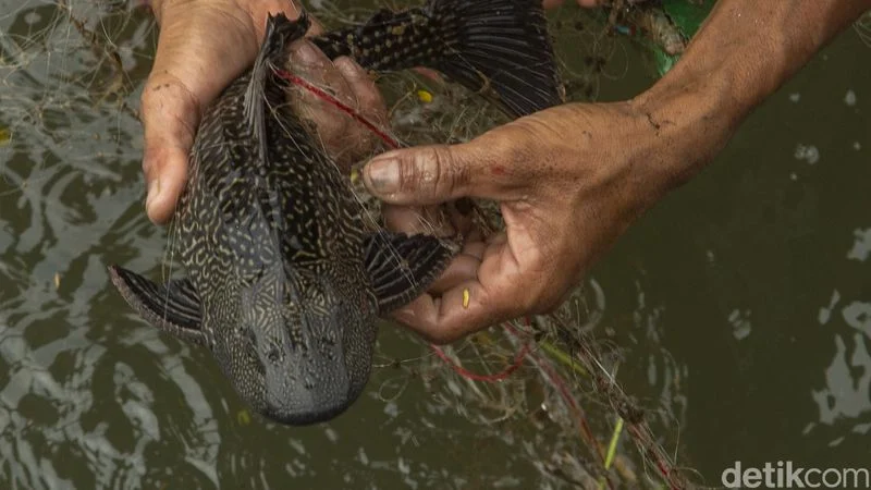 Pada akhirnya, sapu-sapu hanyalah ikan