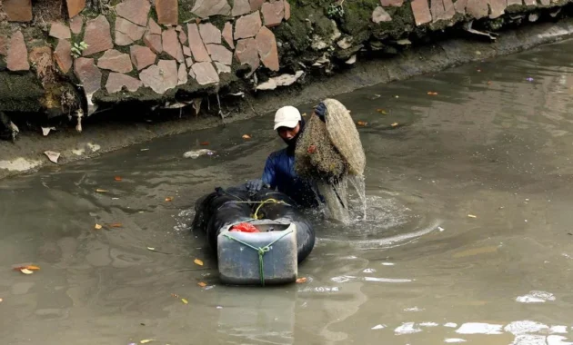 Pakar IPB Ungkap Penyebab Ledakan Populasi Ikan Sapu‑Sapu di Perairan Jakarta