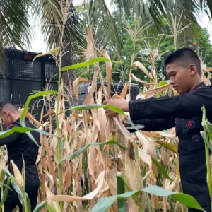 Panen jagung di Cisauk, Polda Metro Jaya dukung ketahanan pangan