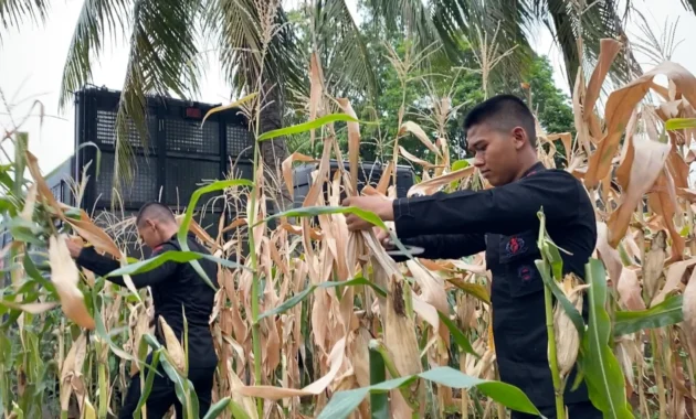 Panen jagung di Cisauk, Polda Metro Jaya dukung ketahanan pangan