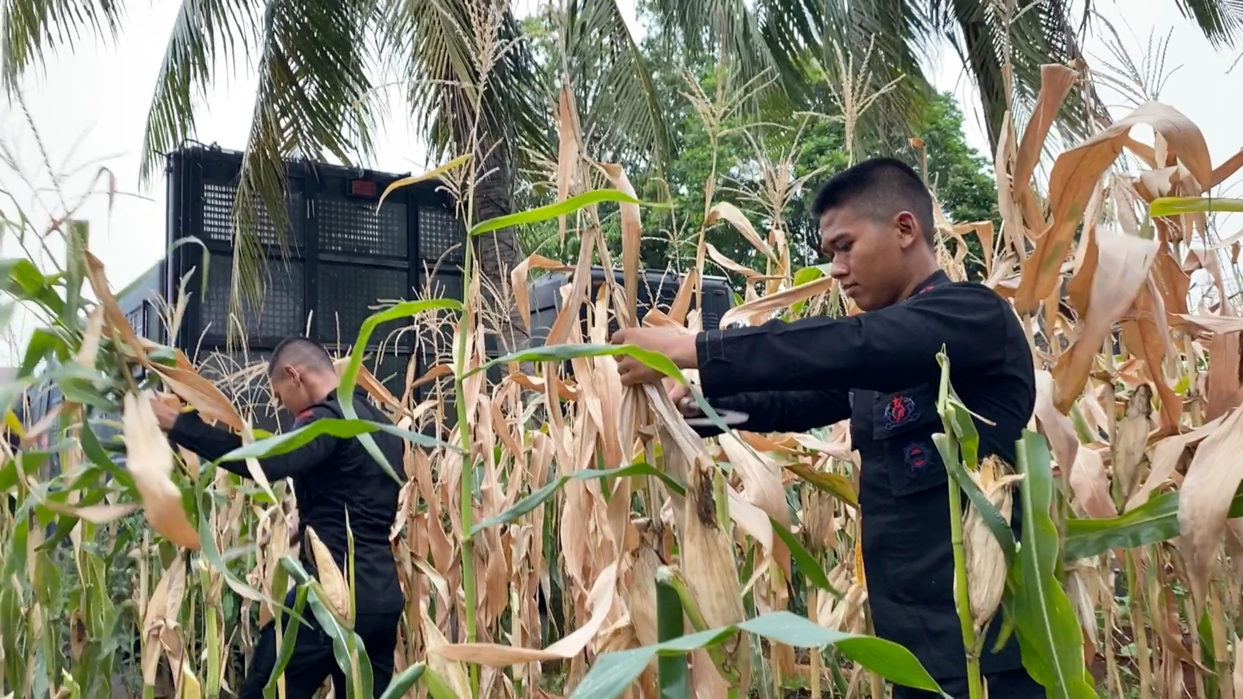 Panen jagung di Cisauk, Polda Metro Jaya dukung ketahanan pangan