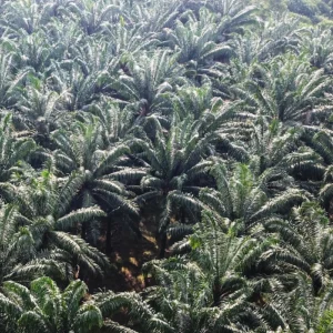 Pemerintah Diminta Benahi Hulu Sawit agar Keberhasilan Mandatori Biodiesel B50