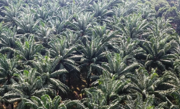 Pemerintah Diminta Benahi Hulu Sawit agar Keberhasilan Mandatori Biodiesel B50