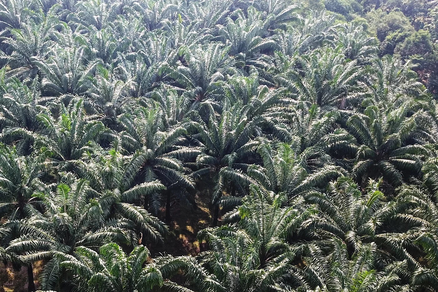 Pemerintah Diminta Benahi Hulu Sawit agar Keberhasilan Mandatori Biodiesel B50