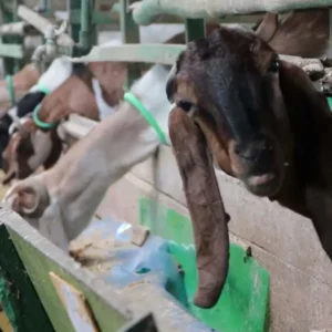 Pemko Banda Aceh Siap Salurkan Hewan Kurban ke Daerah Bencana