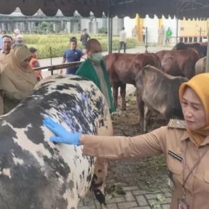 Pemkot Jakarta Barat Siapkan 55 Hewan Kurban untuk Idul Adha