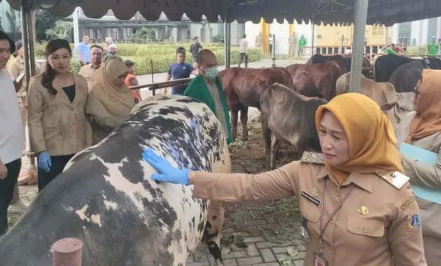Pemkot Jakarta Barat Siapkan 55 Hewan Kurban untuk Idul Adha Pemkot Jakarta Barat Siapkan 55 Hewan Kurban untuk Idul Adha