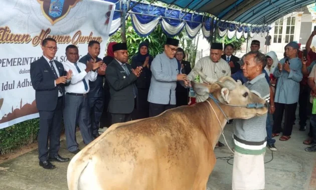 Pemkot Sorong Salurkan 30 Sapi Kurban untuk Idul Adha Pemkot Sorong Salurkan 30 Sapi Kurban untuk Idul Adha