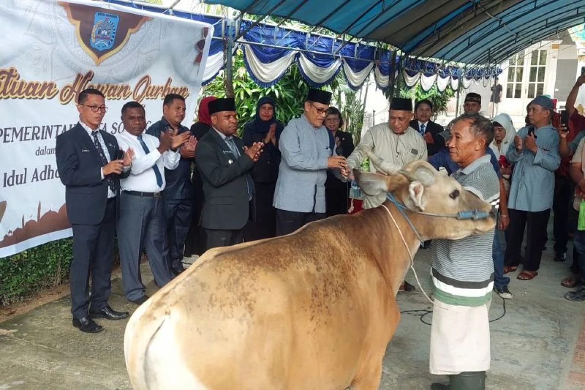 Pemkot Sorong Salurkan 30 Sapi Kurban untuk Idul Adha