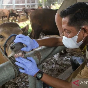 Pemprov DKI Jakarta Tumpahkan 744 Petugas untuk Memeriksa Kesehatan Hewan Kurban Idul Adha 1447 H