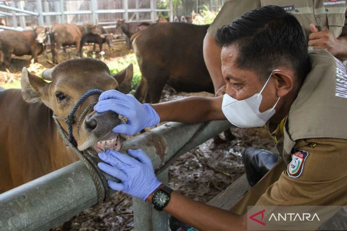 Pemprov DKI Jakarta Tumpahkan 744 Petugas untuk Memeriksa Kesehatan Hewan Kurban Idul Adha 1447 H