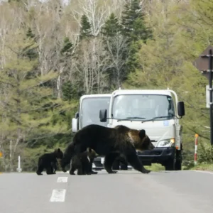 Penampakan beruang hitam di Jepang capai rekor tertinggi