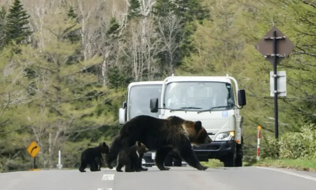 Penampakan beruang hitam di Jepang capai rekor tertinggi