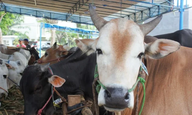 Permintaan Sapi Melonjak, Pemerintah Sulteng Perketat Distribusi Ternak
