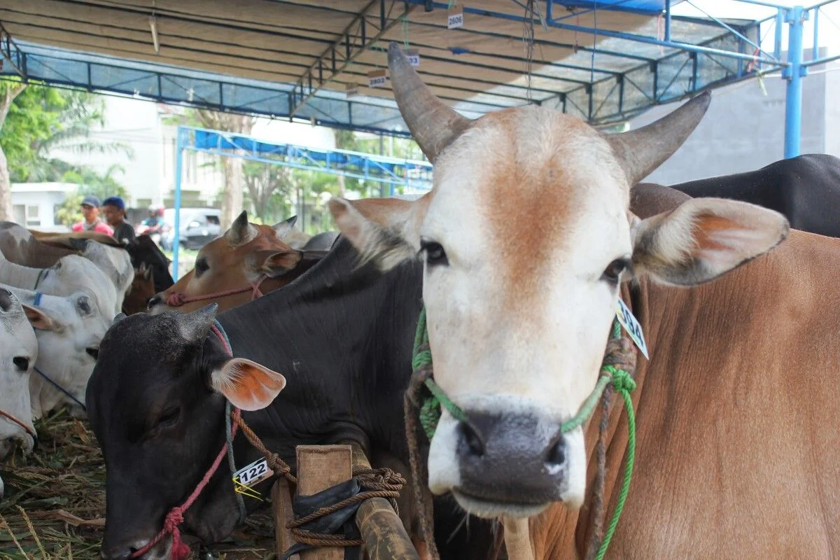 Permintaan Sapi Melonjak, Pemerintah Sulteng Perketat Distribusi Ternak