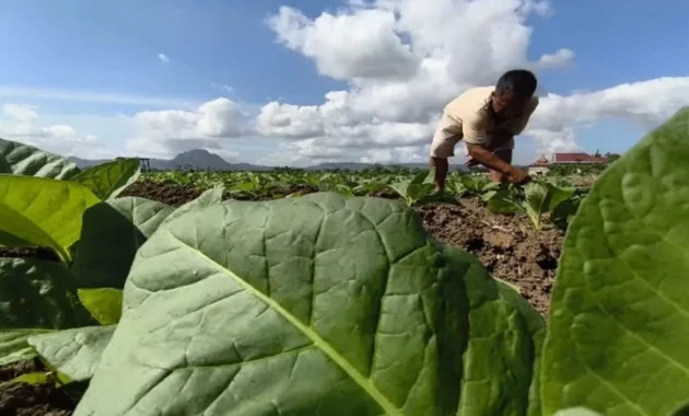 Petani Tembakau dan Cengkeh Minta Kemenkes Kaji Ulang Aturan Kemasan Polos Rokok Petani Tembakau dan Cengkeh Minta Kemenkes Kaji Ulang Aturan Kemasan Polos Rokok