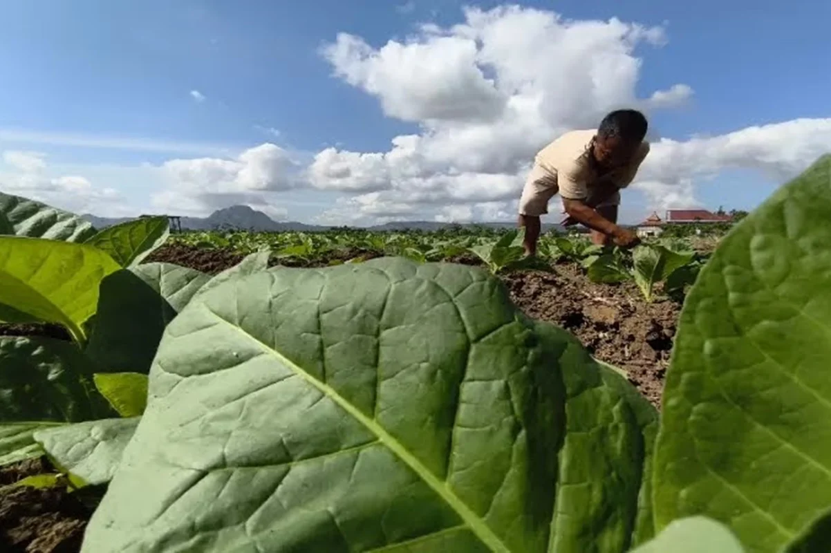 Petani Tembakau dan Cengkeh Minta Kemenkes Kaji Ulang Aturan Kemasan Polos Rokok
