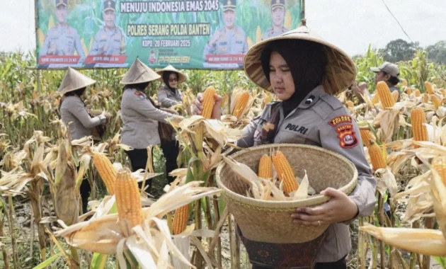 Polda Banten Gelar Panen Raya Jagung untuk Tingkatkan Ketahanan Pangan