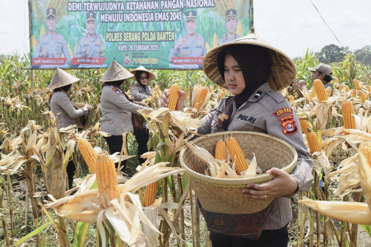 Polda Banten Gelar Panen Raya Jagung untuk Tingkatkan Ketahanan Pangan