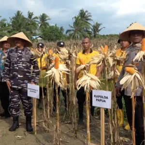Polda Papua Catat Produksi Jagung Meningkat 264 Persen pada 2026