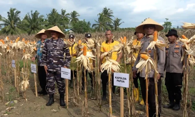 Polda Papua Catat Produksi Jagung Meningkat 264 Persen pada 2026
