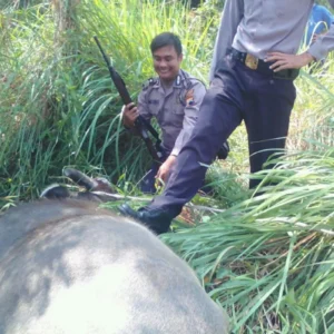 Polisi Lumpuhkan Dua Kerbau yang Mengamuk di Kudus