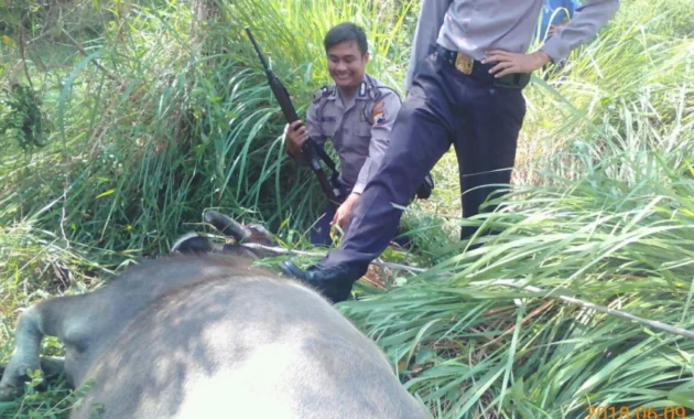 Polisi Lumpuhkan Dua Kerbau yang Mengamuk di Kudus