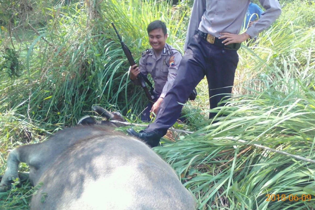 Polisi Lumpuhkan Dua Kerbau yang Mengamuk di Kudus