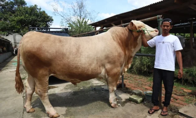 Prabowo Beli 1.098 Ekor Sapi Kurban Pakai APBN Rp100 Miliar, Purbaya: Saya Nggak Tahu Prabowo Beli 1.098 Ekor Sapi Kurban Pakai APBN Rp100 Miliar, Purbaya: Saya Nggak Tahu