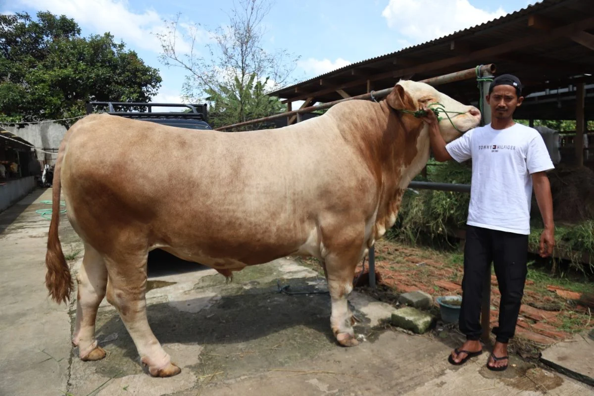 Prabowo Beli 1.098 Ekor Sapi Kurban Pakai APBN Rp100 Miliar, Purbaya: Saya Nggak Tahu
