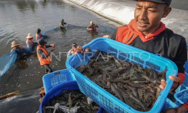 Prabowo Panen Udang di Kebumen: Tambak BUBK Hasilkan Rp2,8 Miliar per Hektare, Dorong Ekonomi Nasional