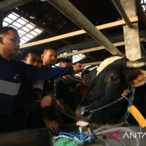 Prabowo Subianto Salurkan Sapi Kurban 910 Kg ke Pondok Modern Gontor